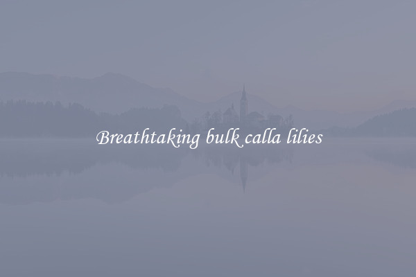 Breathtaking bulk calla lilies